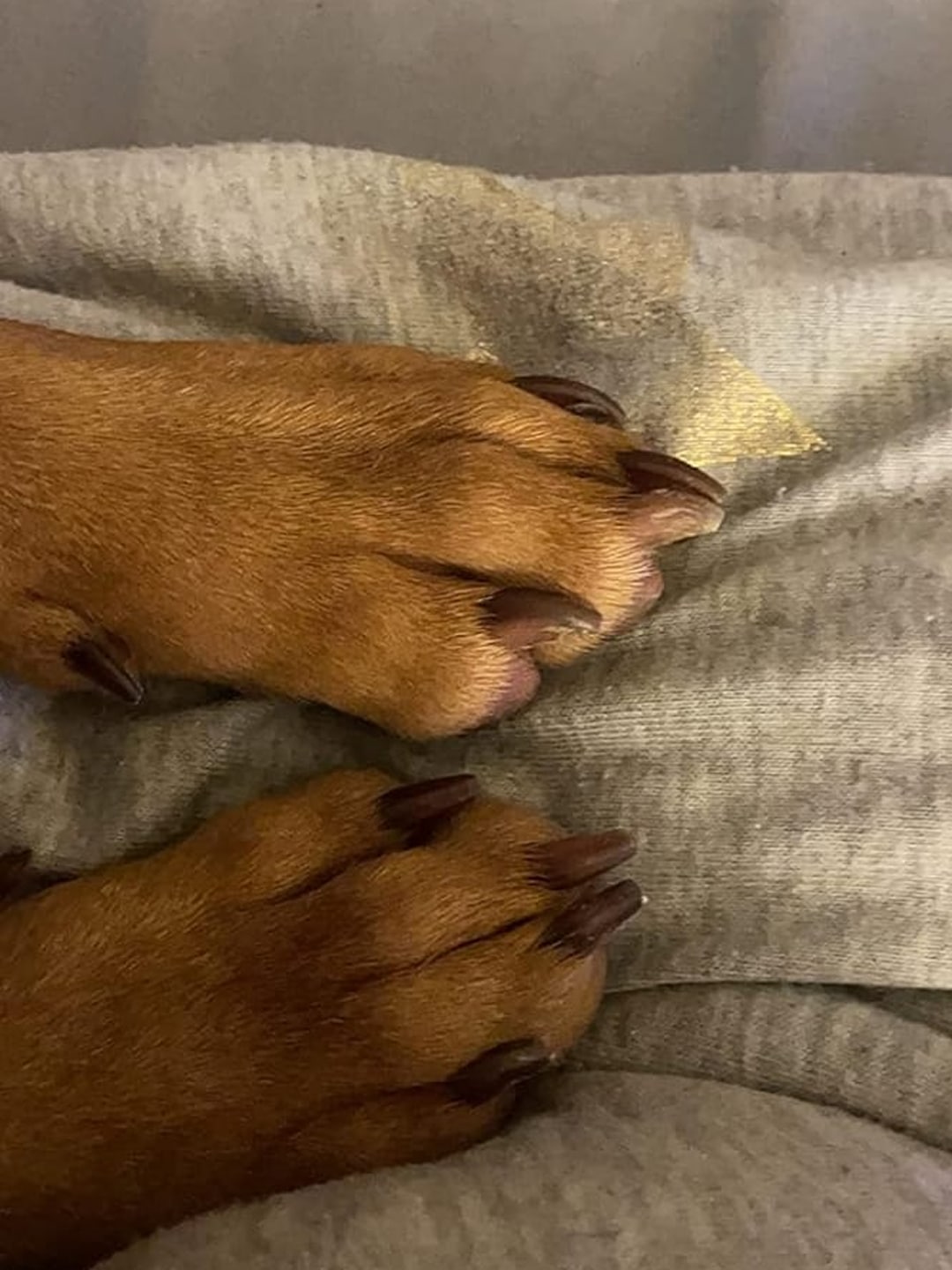 puppi-claw-2-0-img-24