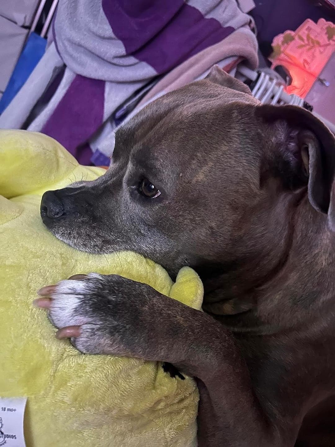 puppi-claw-2-0-img-25