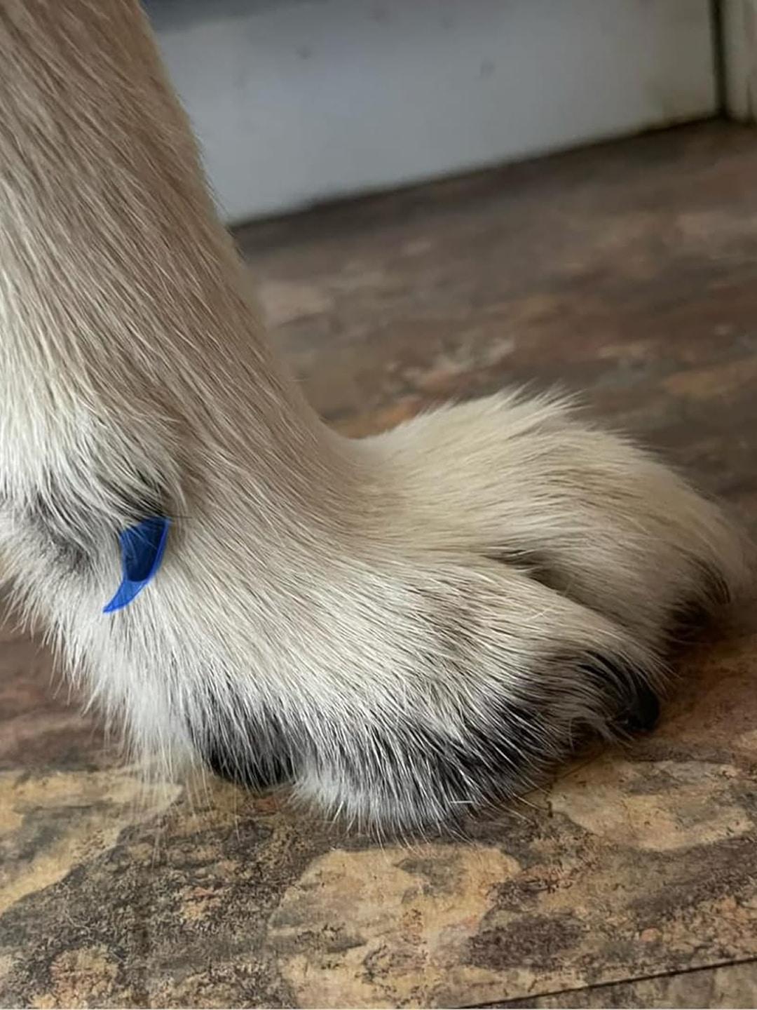 puppi-claw-2-0-img-26