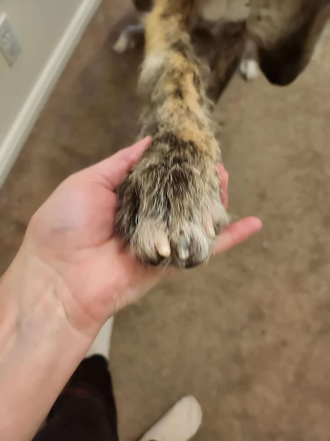 puppi-claw-2-0-img-28